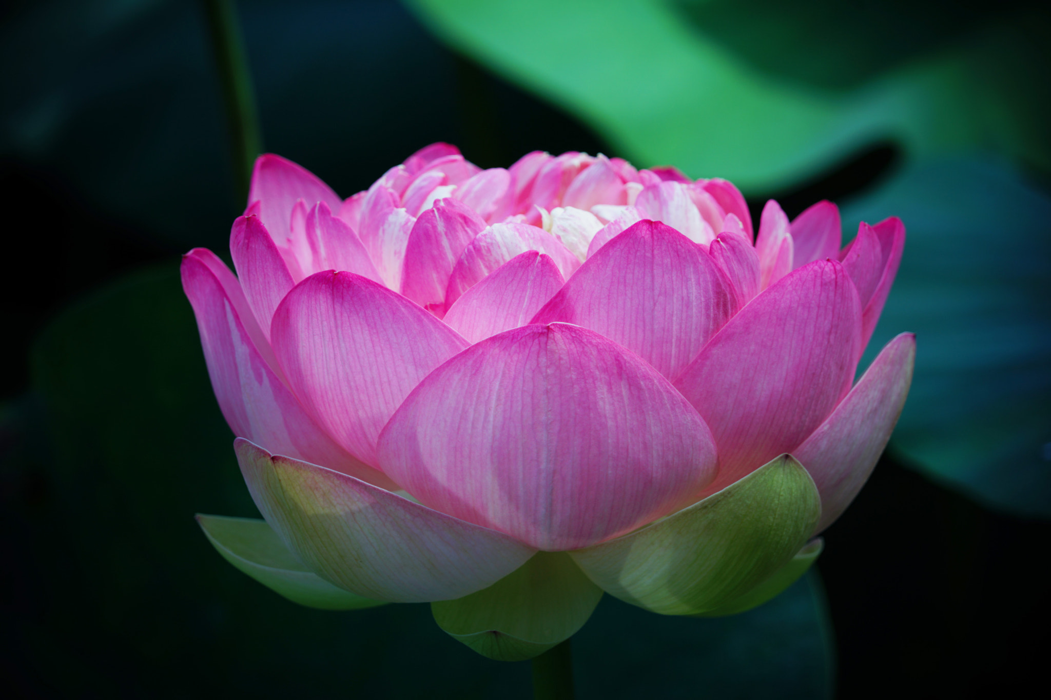 Sony FE 24-240mm F3.5-6.3 OSS sample photo. Lotus photography