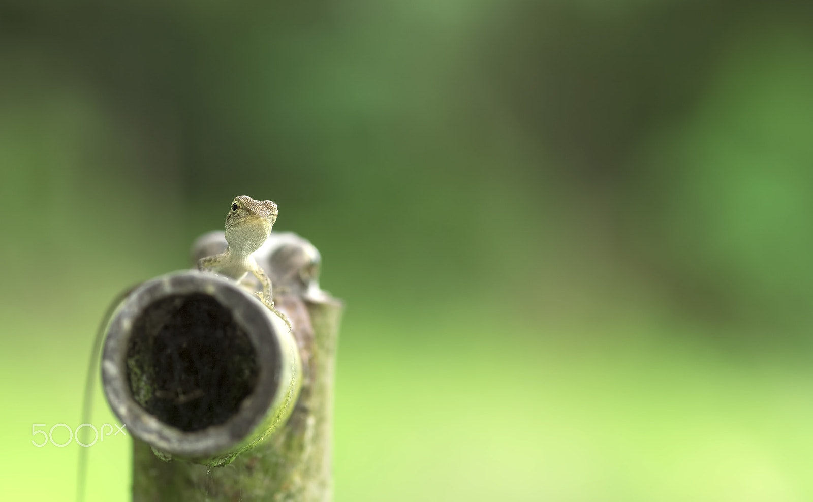 Nikon D750 + AF Micro-Nikkor 105mm f/2.8 sample photo. Chameleon on the steel pipe photography