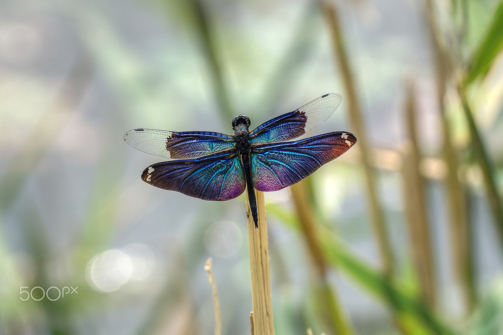 Sony ILCA-77M2 + Minolta AF 100mm F2.8 Macro [New] sample photo. Gradation photography