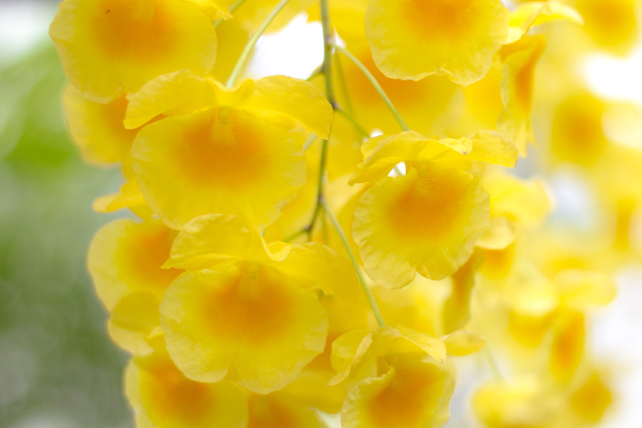 Canon EOS 600D (Rebel EOS T3i / EOS Kiss X5) sample photo. 咲くやこの花館にて photography