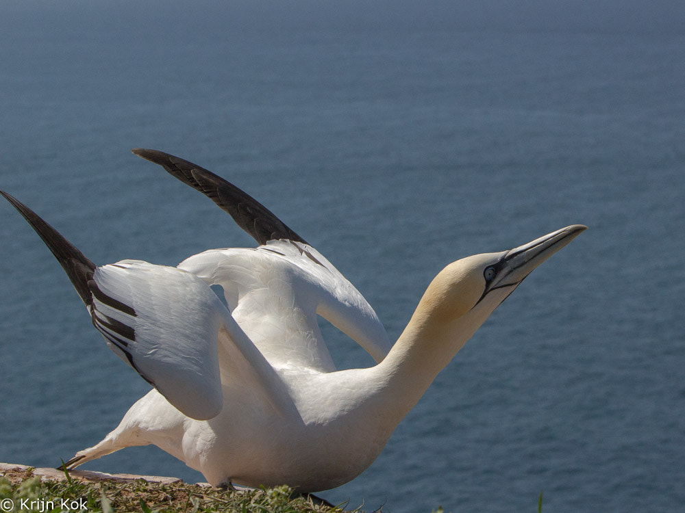 Canon EF 70-200mm F2.8L IS USM sample photo. Northern gannet photography