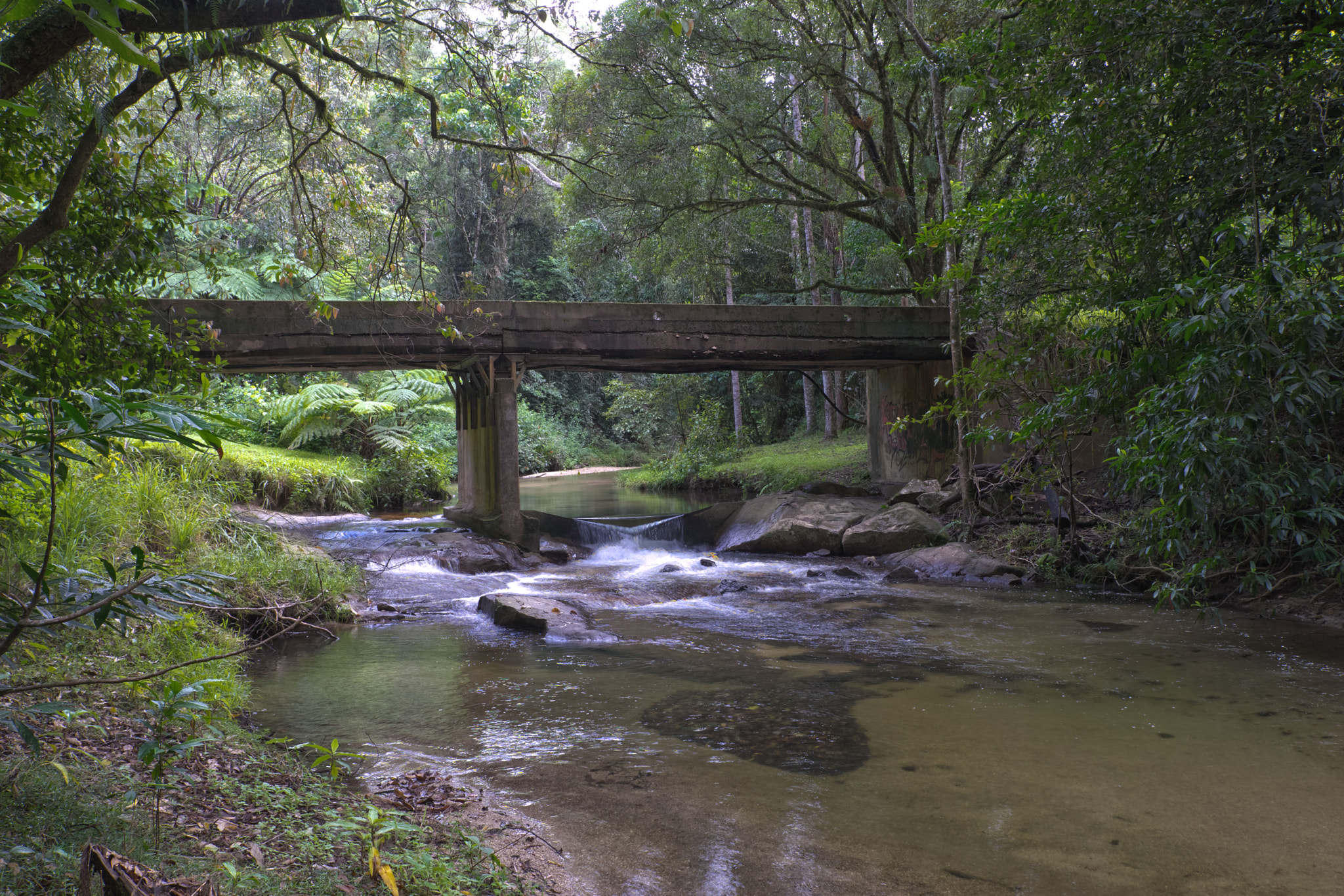 24-70mm F2.8-2.8 SSM sample photo. Kauri ck 2, danbulla national pk, nq australia photography