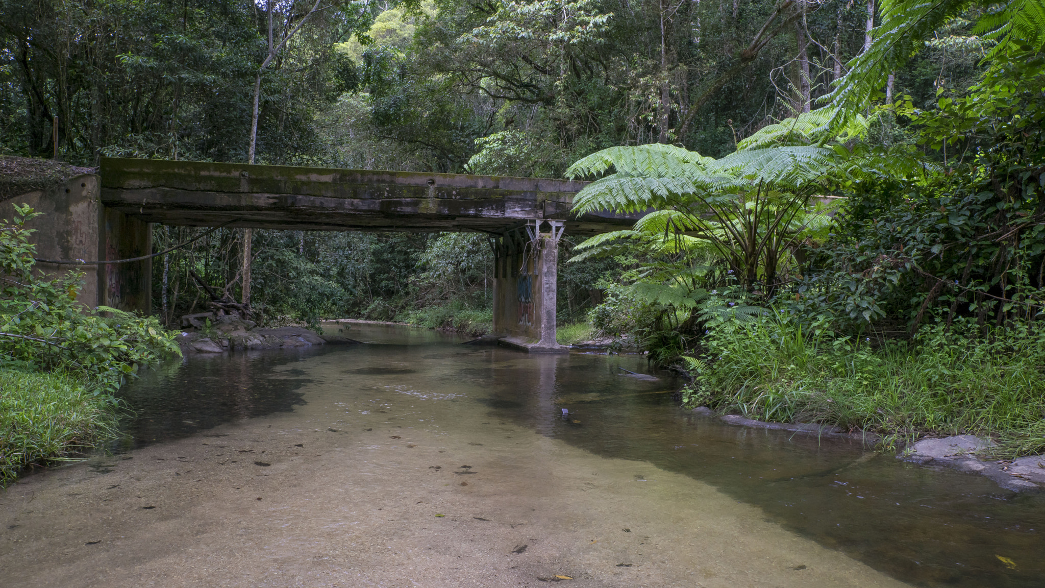 24-70mm F2.8-2.8 SSM sample photo. Kauri ck, danbulla national park, nq australia photography
