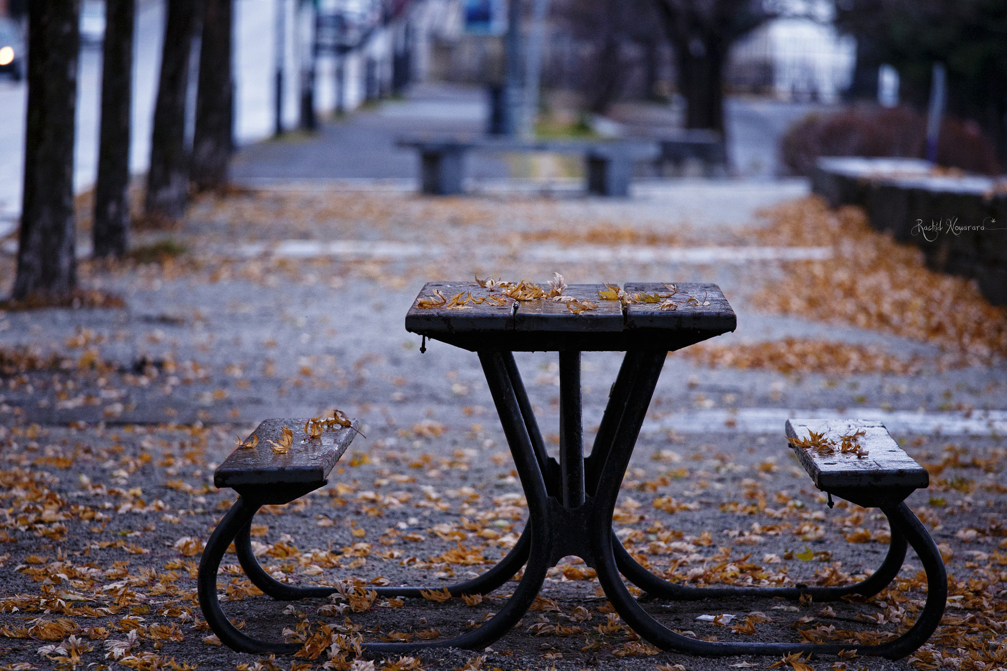 Canon EOS 5D + Canon EF 70-200mm F4L IS USM sample photo. Autumn leaves by the park photography