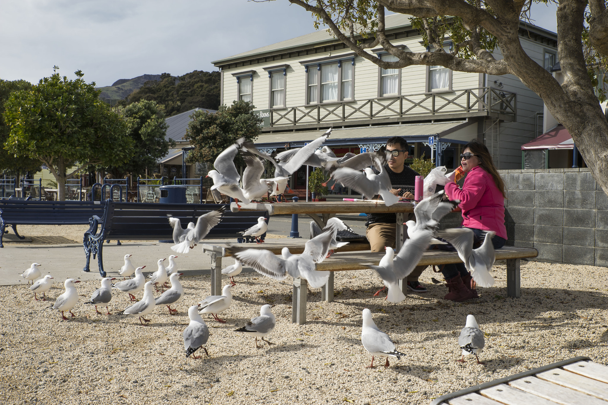 24-70mm F2.8-2.8 SSM sample photo. Akaroa seagulls photography
