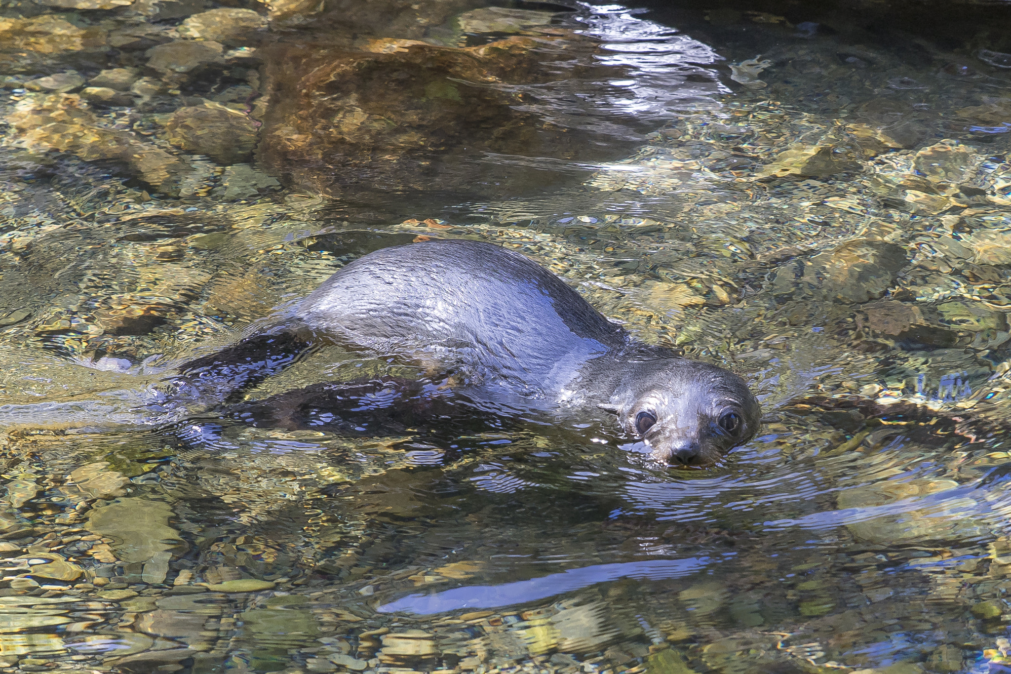 24-70mm F2.8-2.8 SSM sample photo. Seals 2, kaikoura nz photography