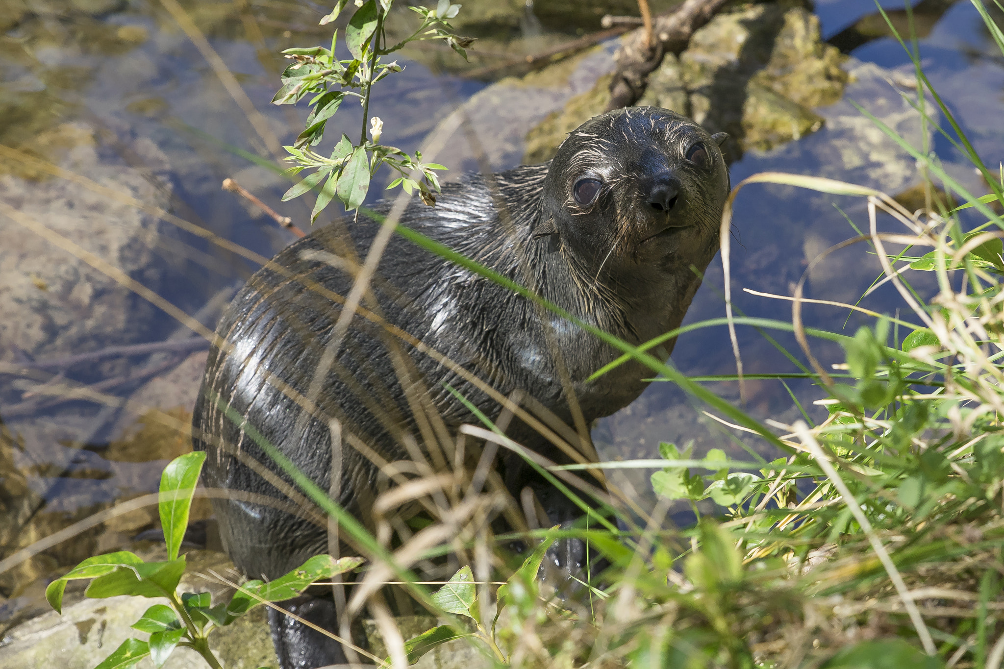 24-70mm F2.8-2.8 SSM sample photo. Seals, kaikoura nz photography