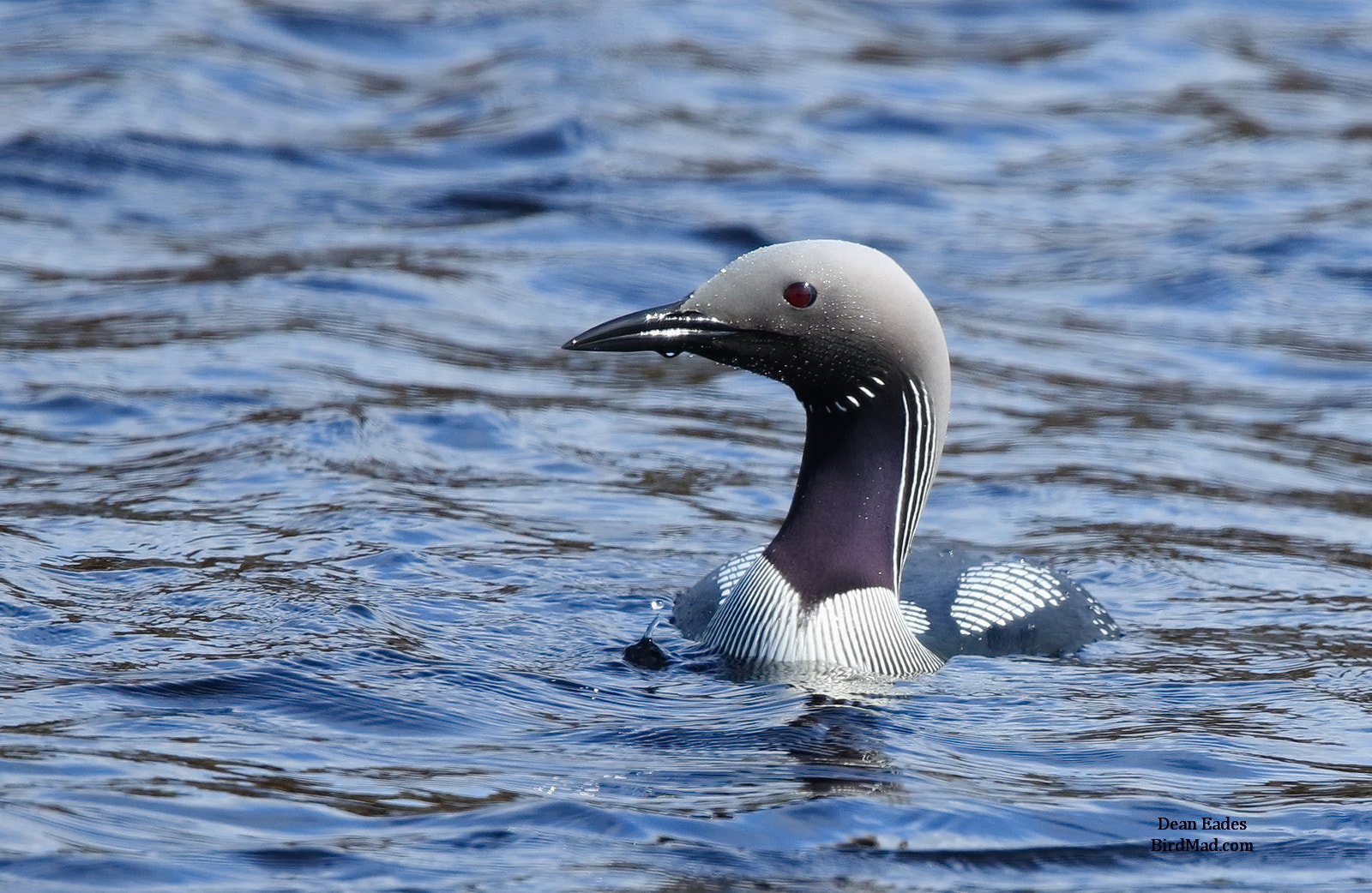 Canon EOS 7D Mark II + Canon EF 600mm F4L IS II USM sample photo. Black throated diver photography