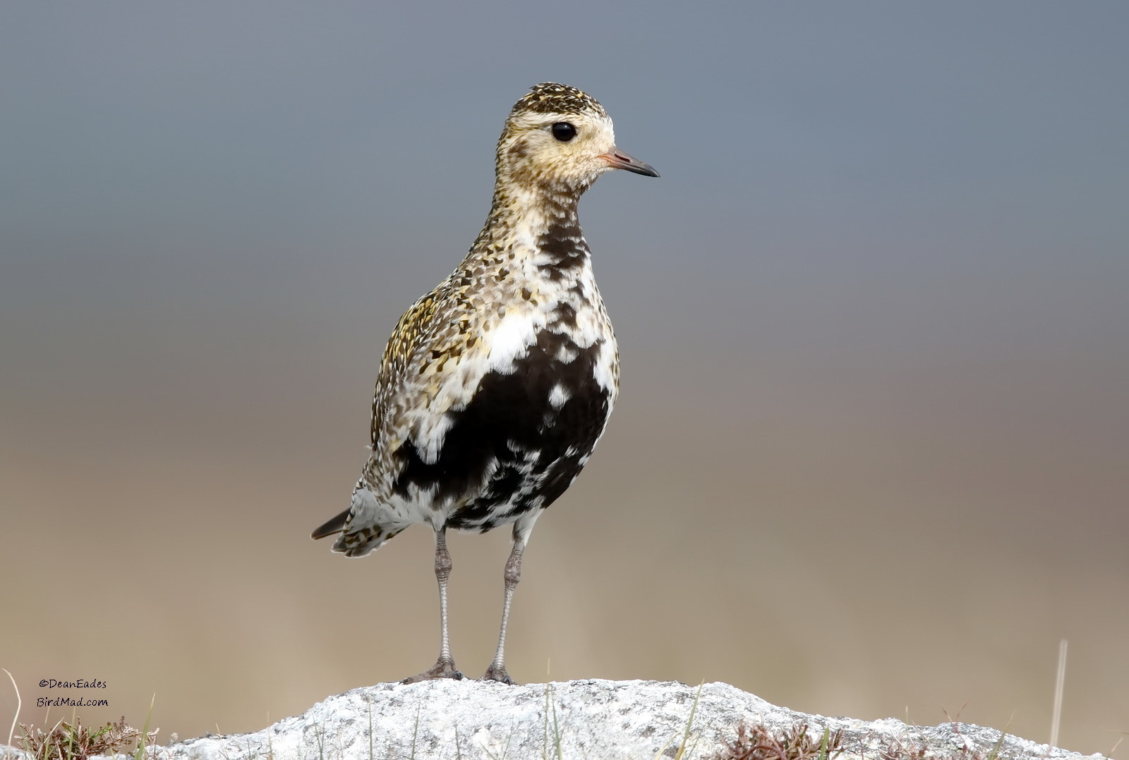 Canon EF 600mm F4L IS II USM sample photo. Plover photography