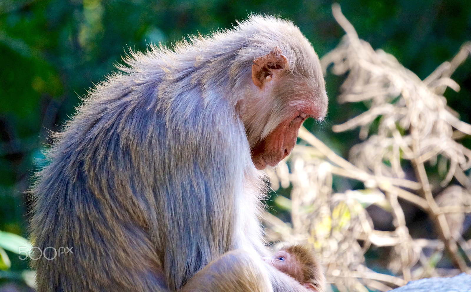 Sony Alpha NEX-5R sample photo. Monkey motherlove photography