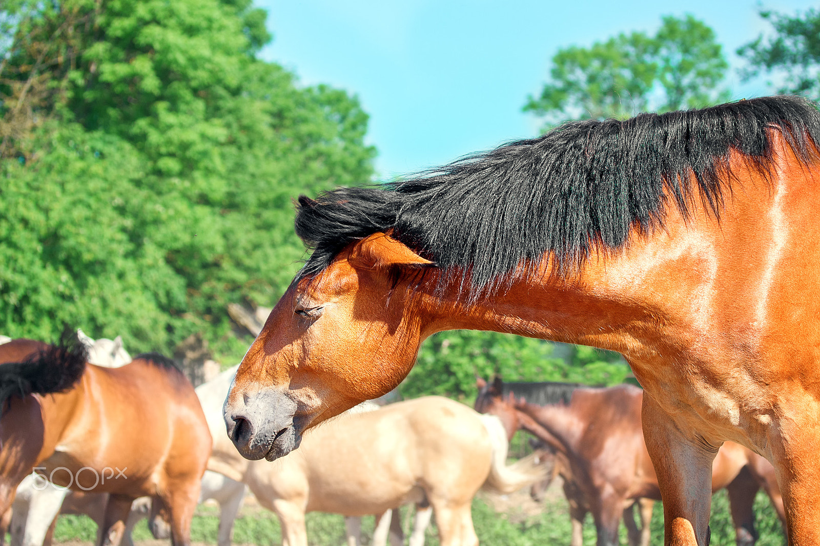 Canon EF-S 60mm F2.8 Macro USM sample photo. Midday rest of horses in the herd photography