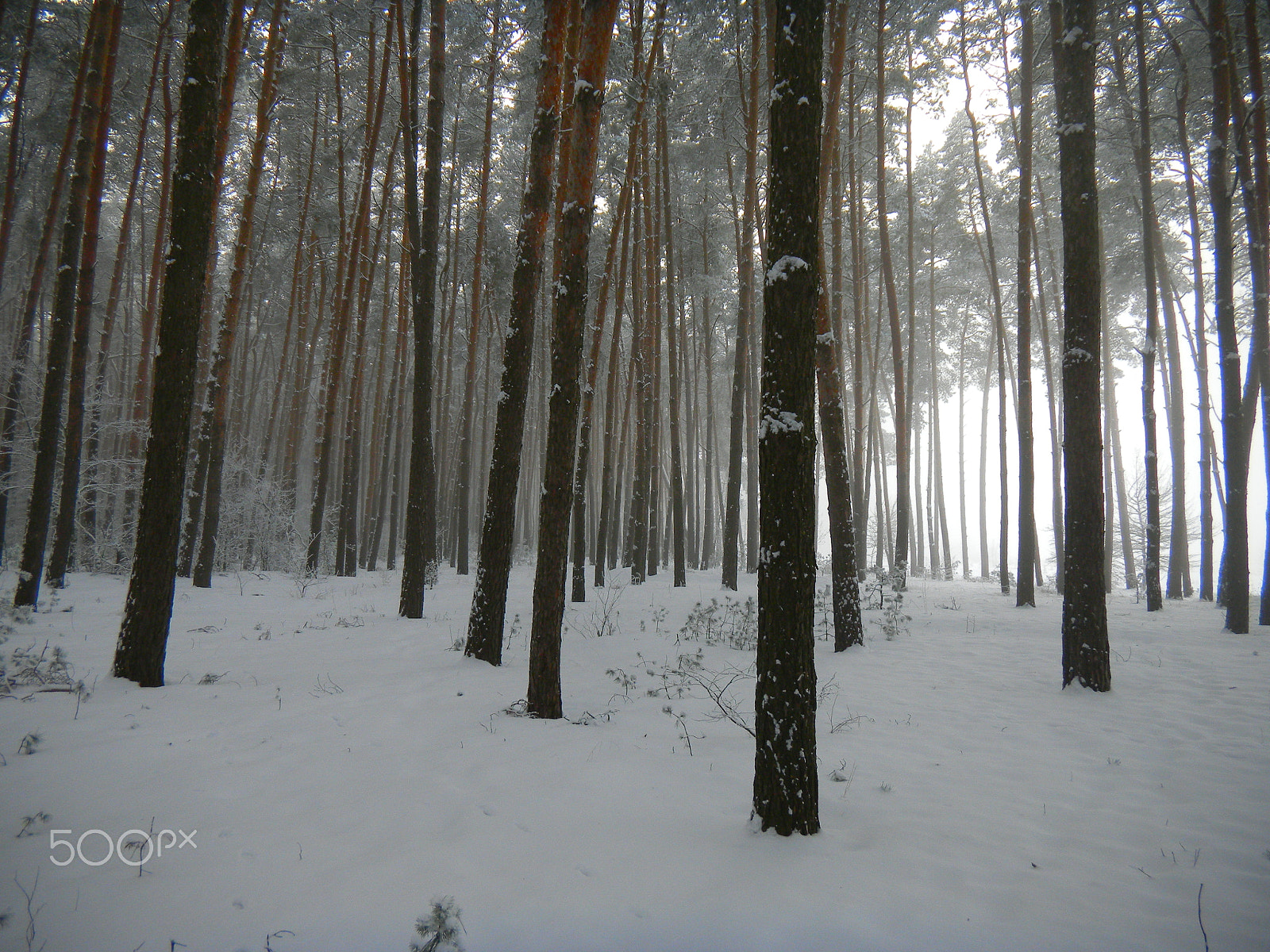 Nikon Coolpix S1100pj sample photo. Winter foggy forest photography
