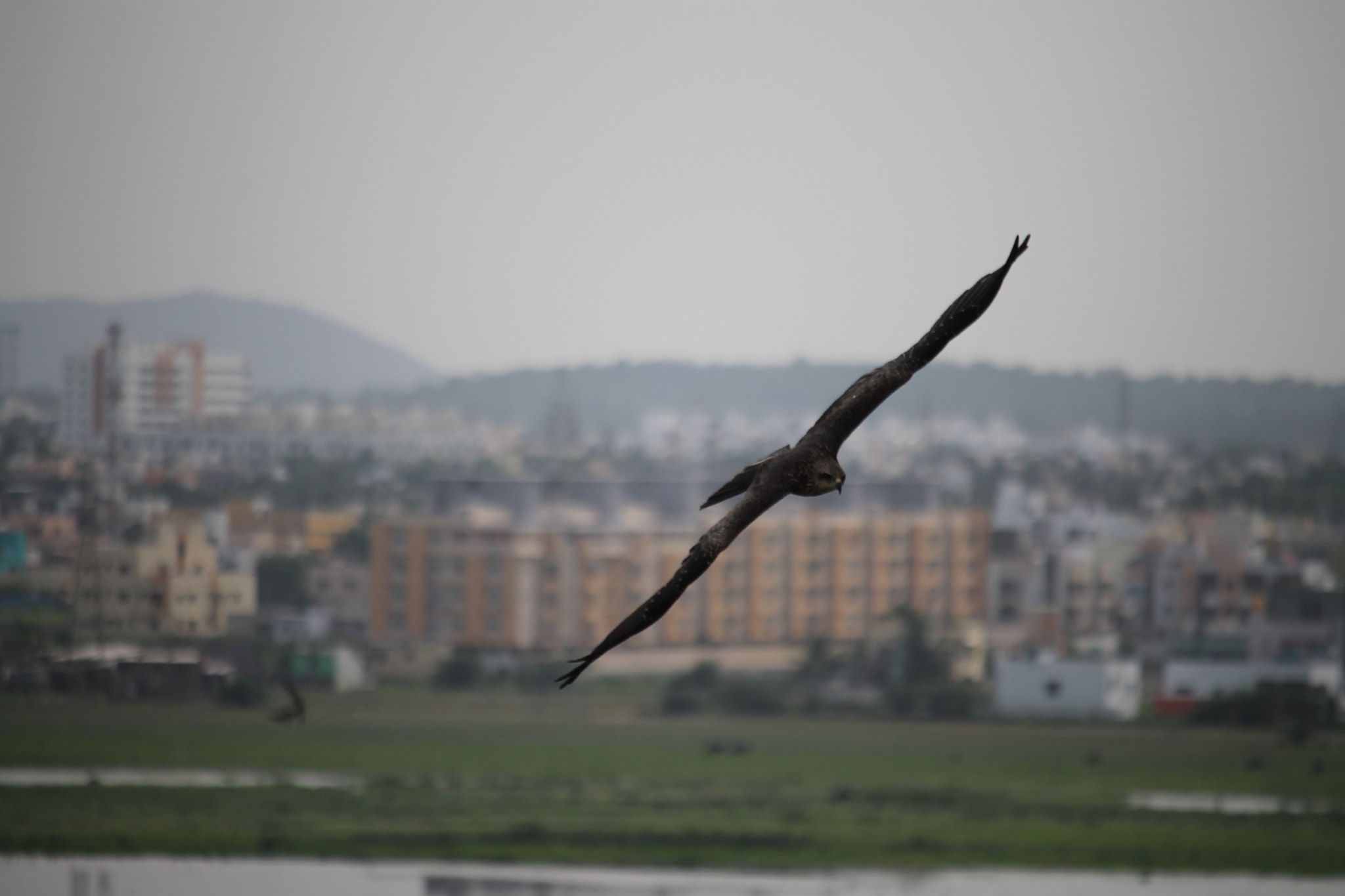 Canon EF-S 55-250mm F4-5.6 IS STM sample photo. Eagle photography
