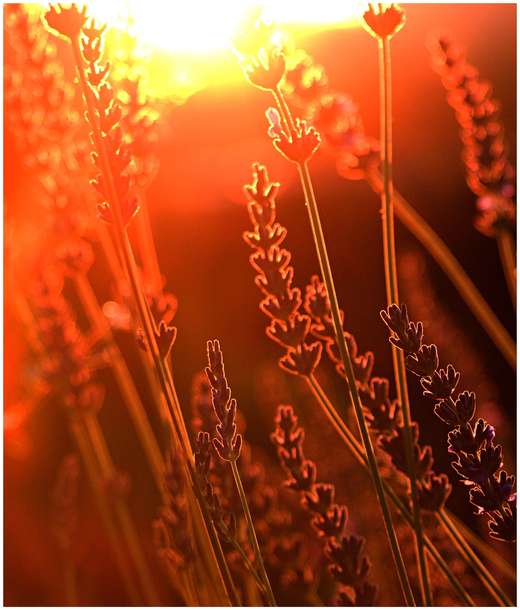 Olympus E-510 (EVOLT E-510) + 70.00 - 300.00 mm f/4.0 - 5.6 sample photo. The golden herbs... photography