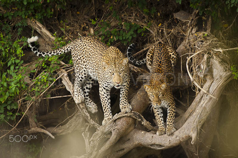 Nikon AF-S Nikkor 600mm F4D ED-IF II sample photo. Masai mara leopards photography