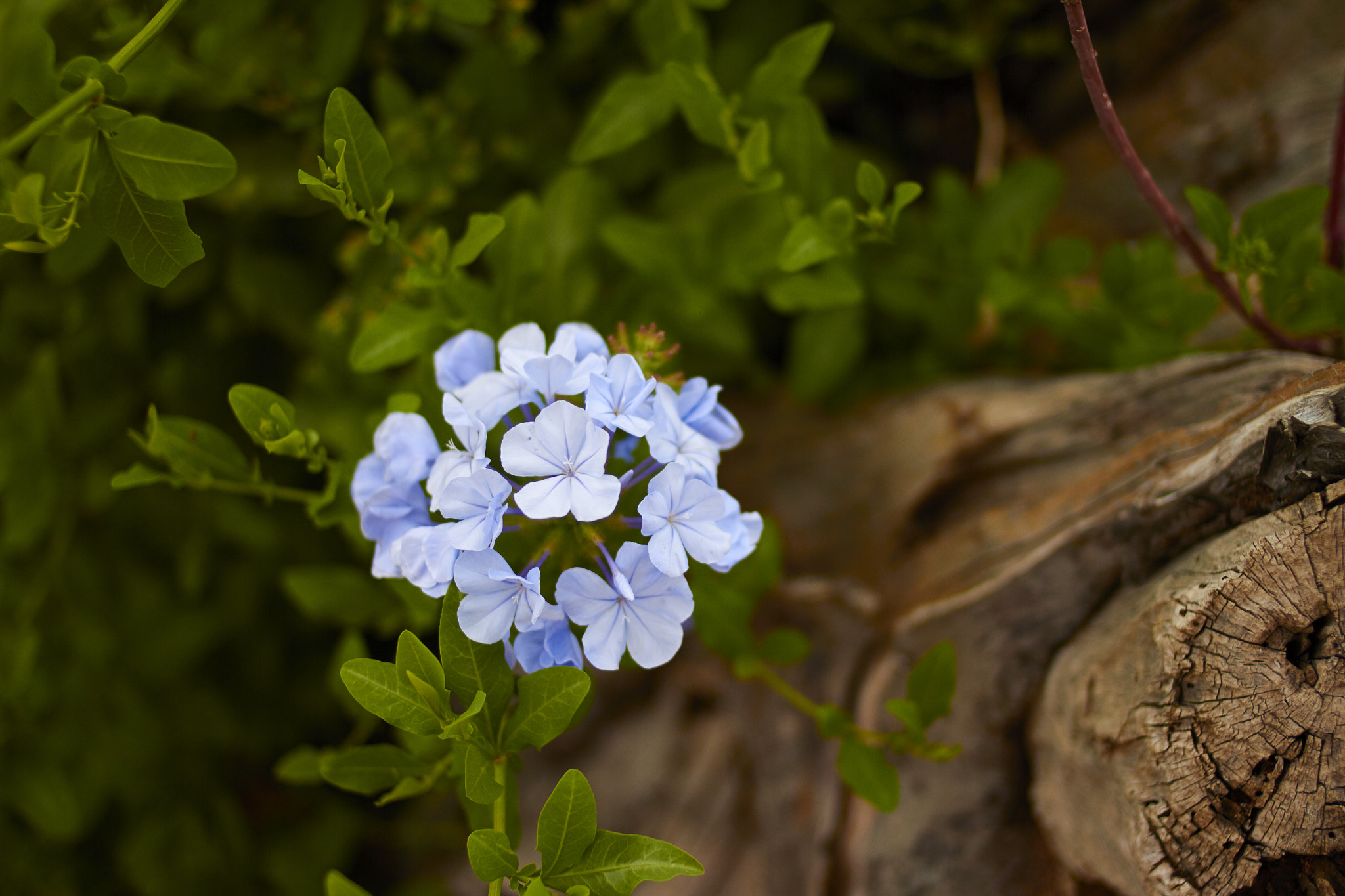 Canon EOS 7D + Canon EF 35mm F2 sample photo. Flower and tree trunk photography