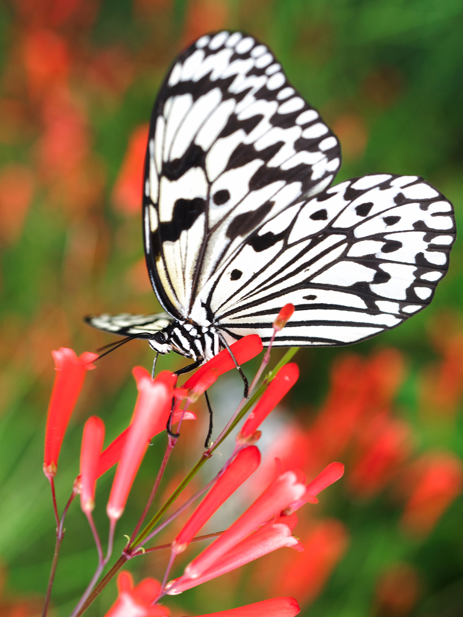 Olympus M.Zuiko Digital ED 60mm F2.8 Macro sample photo. Butterfly photography