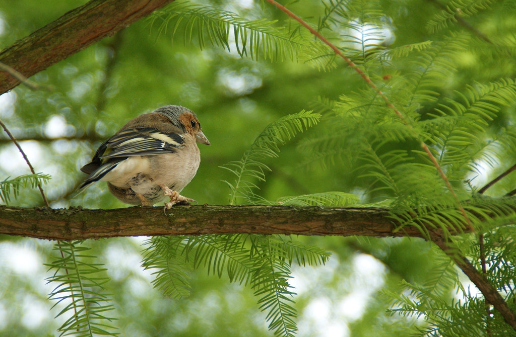 Sony Alpha DSLR-A290 sample photo. Buchfink photography