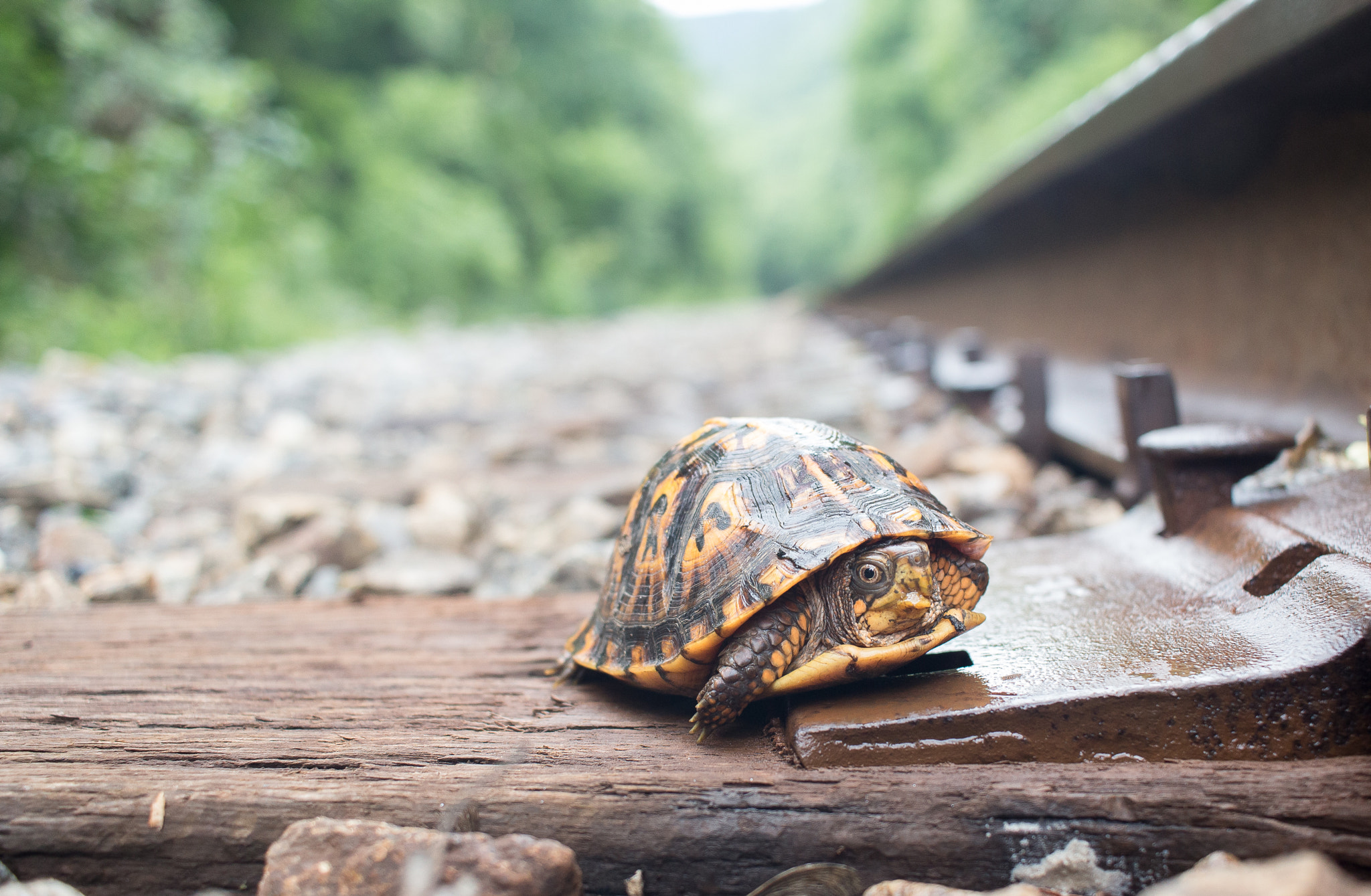Canon EOS 100D (EOS Rebel SL1 / EOS Kiss X7) sample photo. Turtle friend | hot springs | north carolina photography