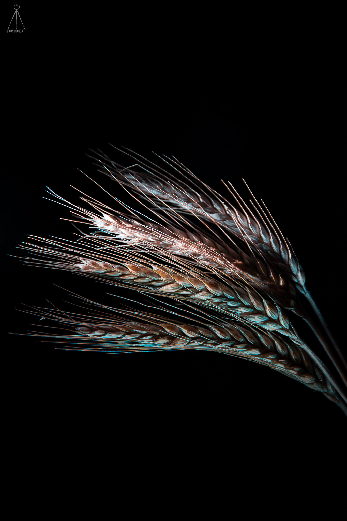 Sigma 17-70mm F2.8-4 DC Macro OS HSM | C sample photo. "corn" photography