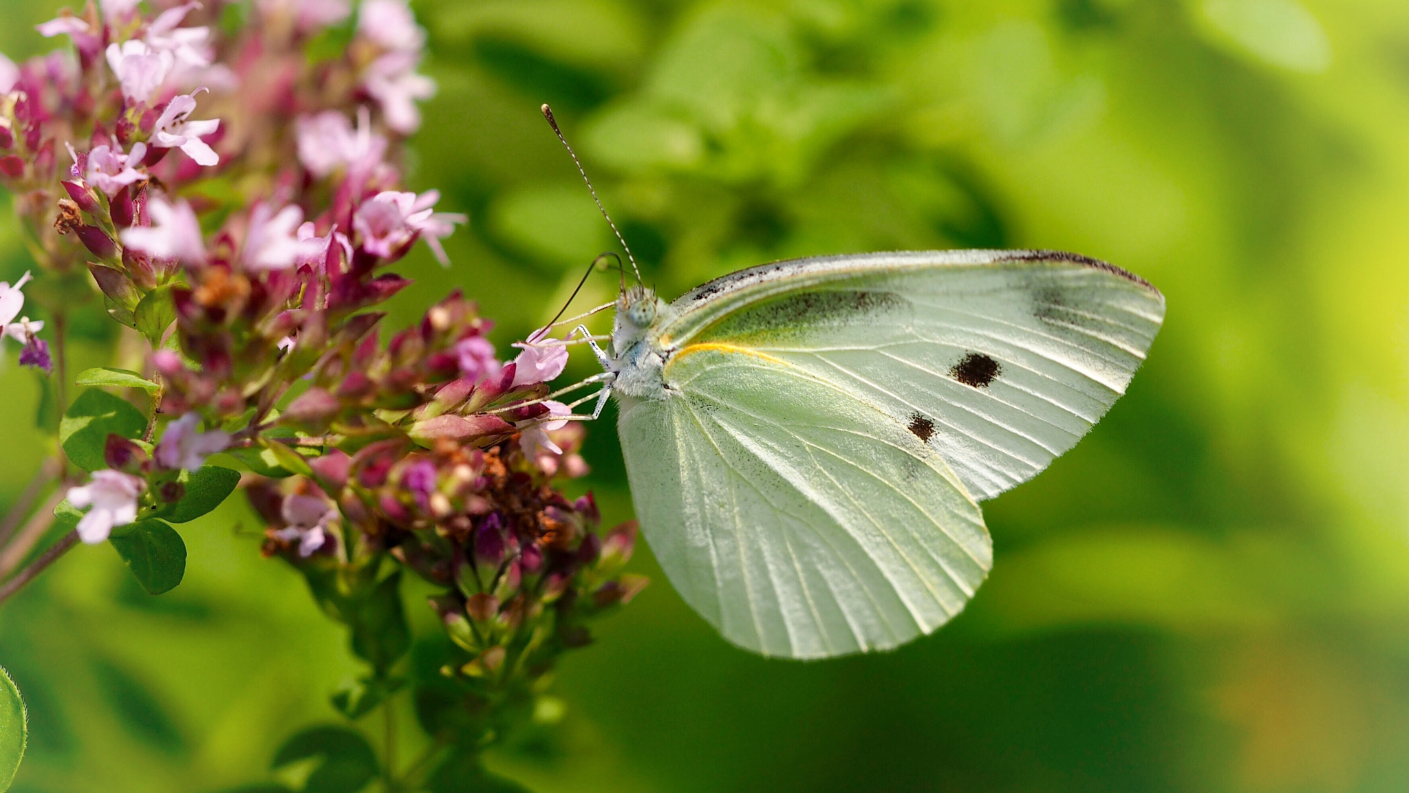 Olympus PEN E-PL7 sample photo. Small white and oregano flower photography