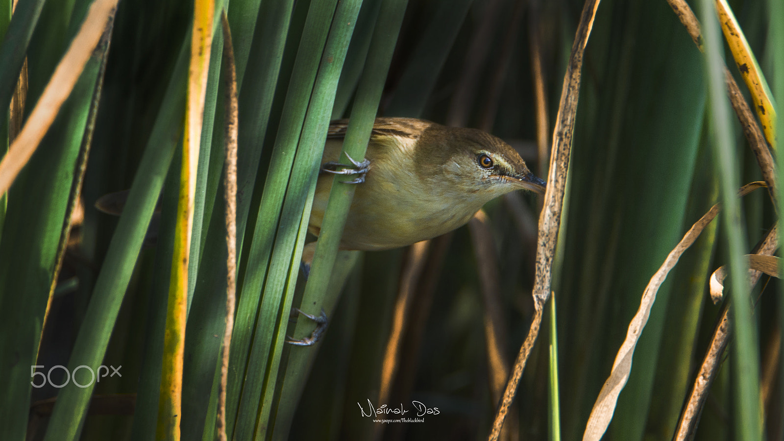 Nikon D5100 + Tamron SP 150-600mm F5-6.3 Di VC USD sample photo. Blyth reed warbler photography