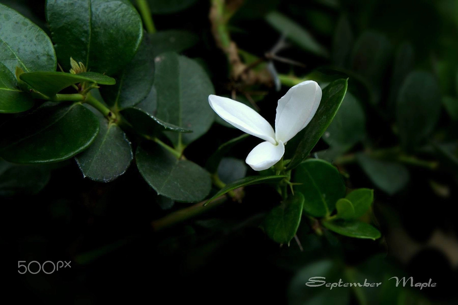 Sony NEX-5C + Sony E 18-55mm F3.5-5.6 OSS sample photo. 三瓣的花 a photography