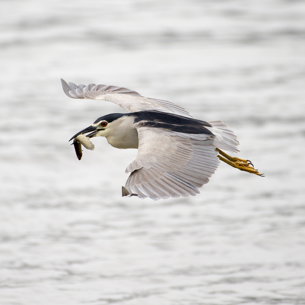 Nikon AF-S Nikkor 200-500mm F5.6E ED VR sample photo. Grey heron photography