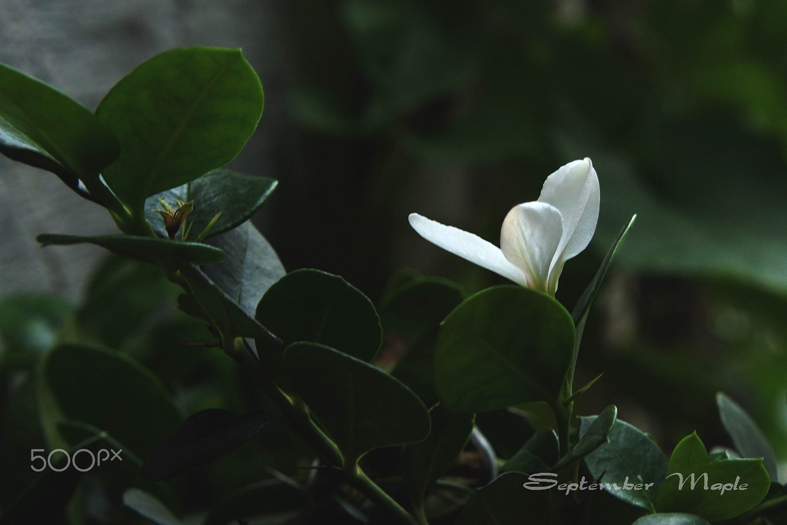 Sony NEX-5C sample photo. 三瓣的花 b photography