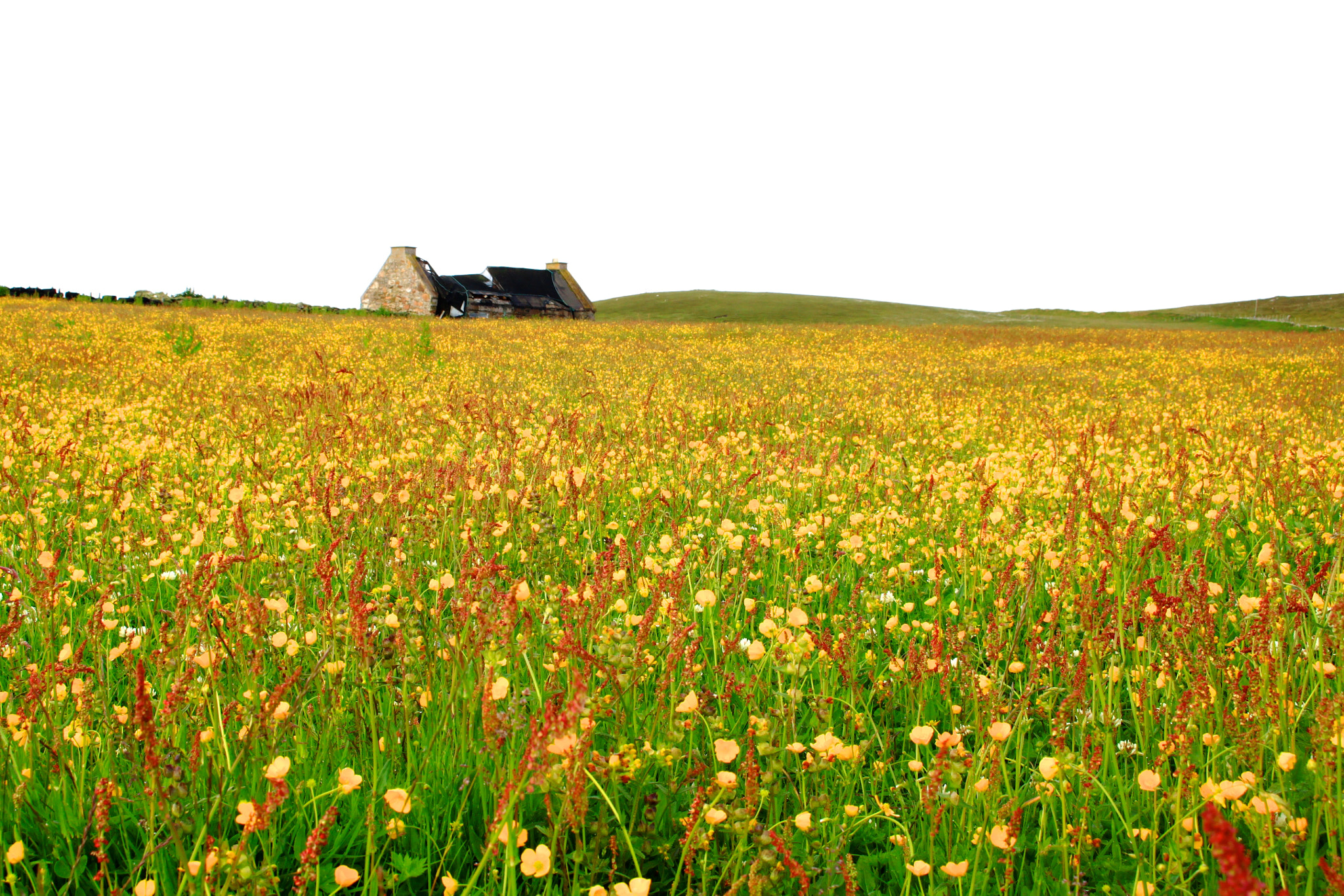 Canon EOS 500D (EOS Rebel T1i / EOS Kiss X3) sample photo. Buttercups photography