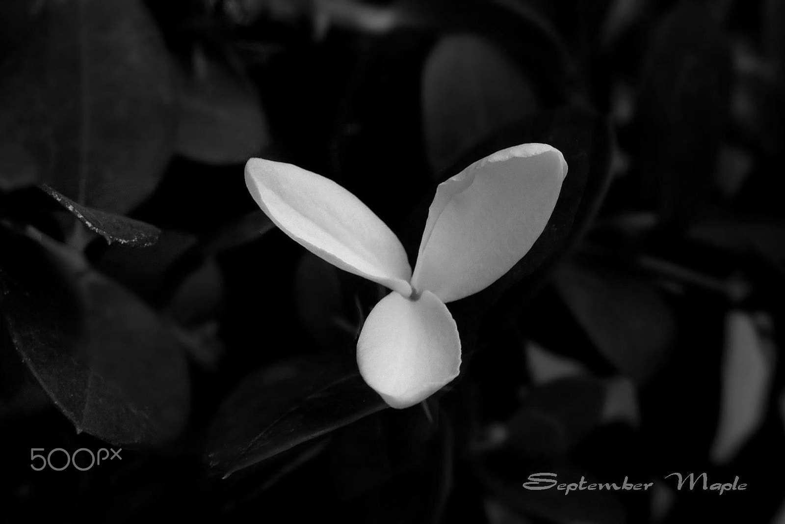 Sony NEX-5C sample photo. 三瓣白花-铁茉莉（黑白） photography