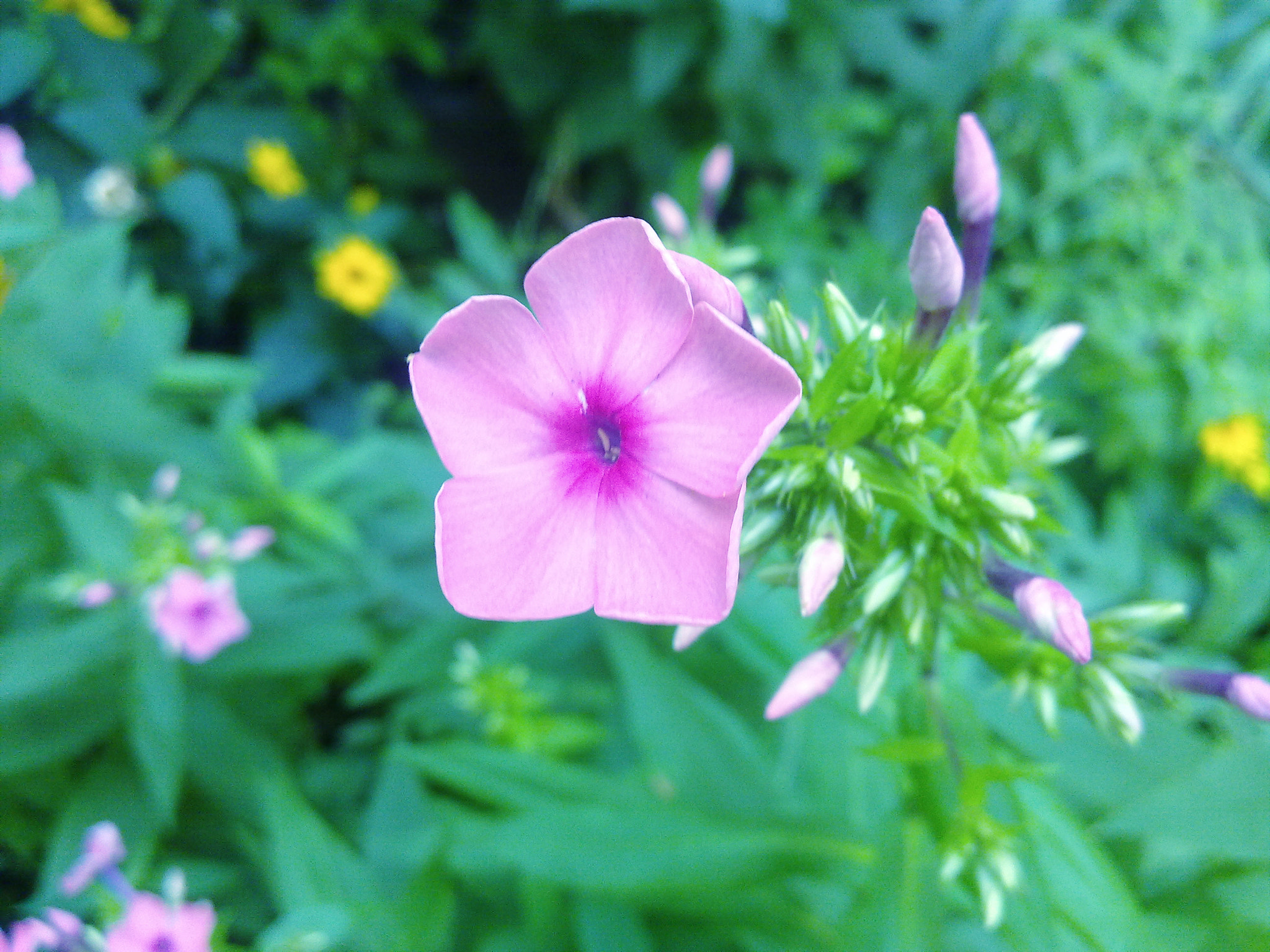 Nokia N97 sample photo. Pink flower photography