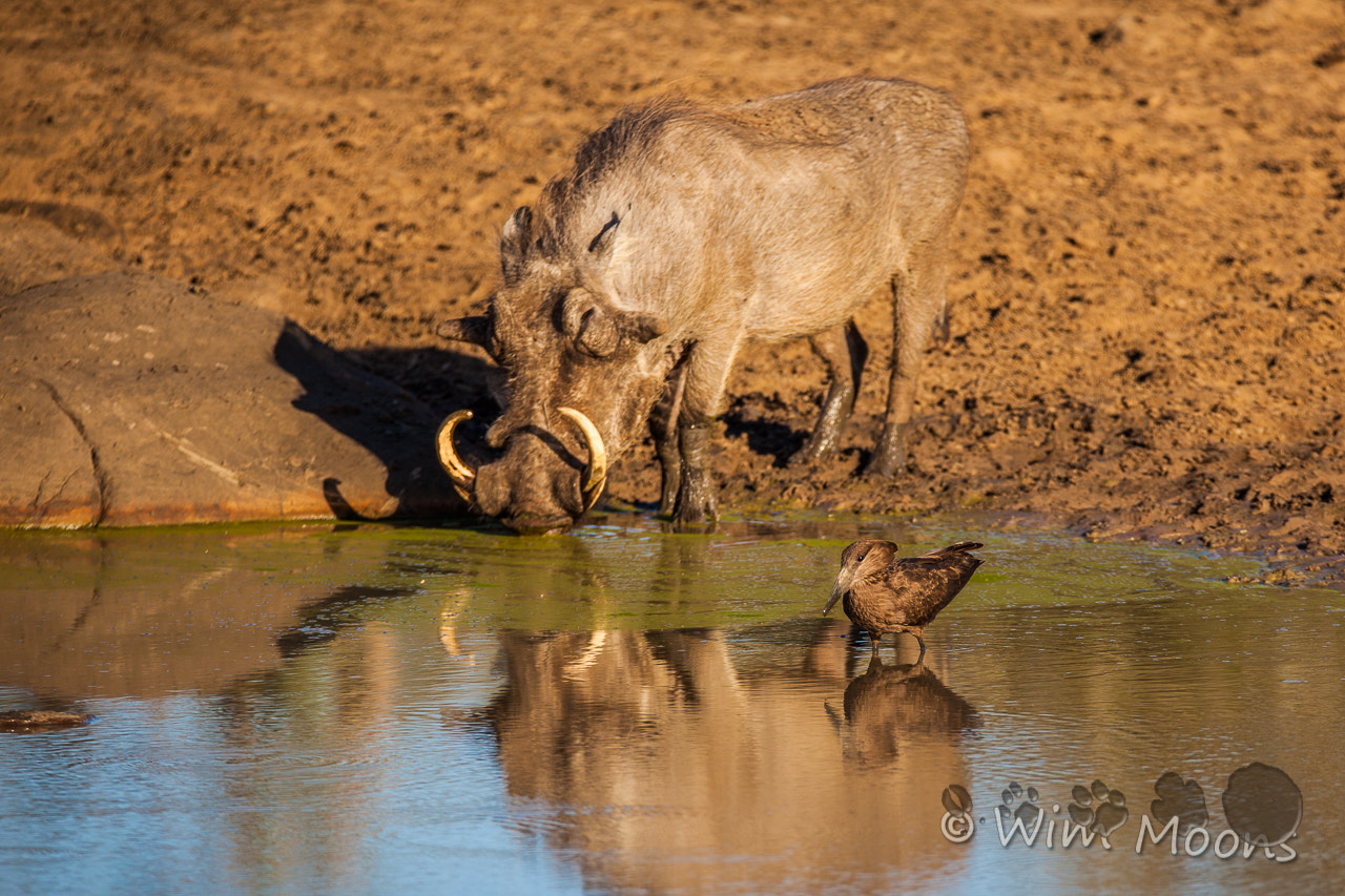Tamron SP 150-600mm F5-6.3 Di VC USD sample photo. Warthog & hammerkop photography