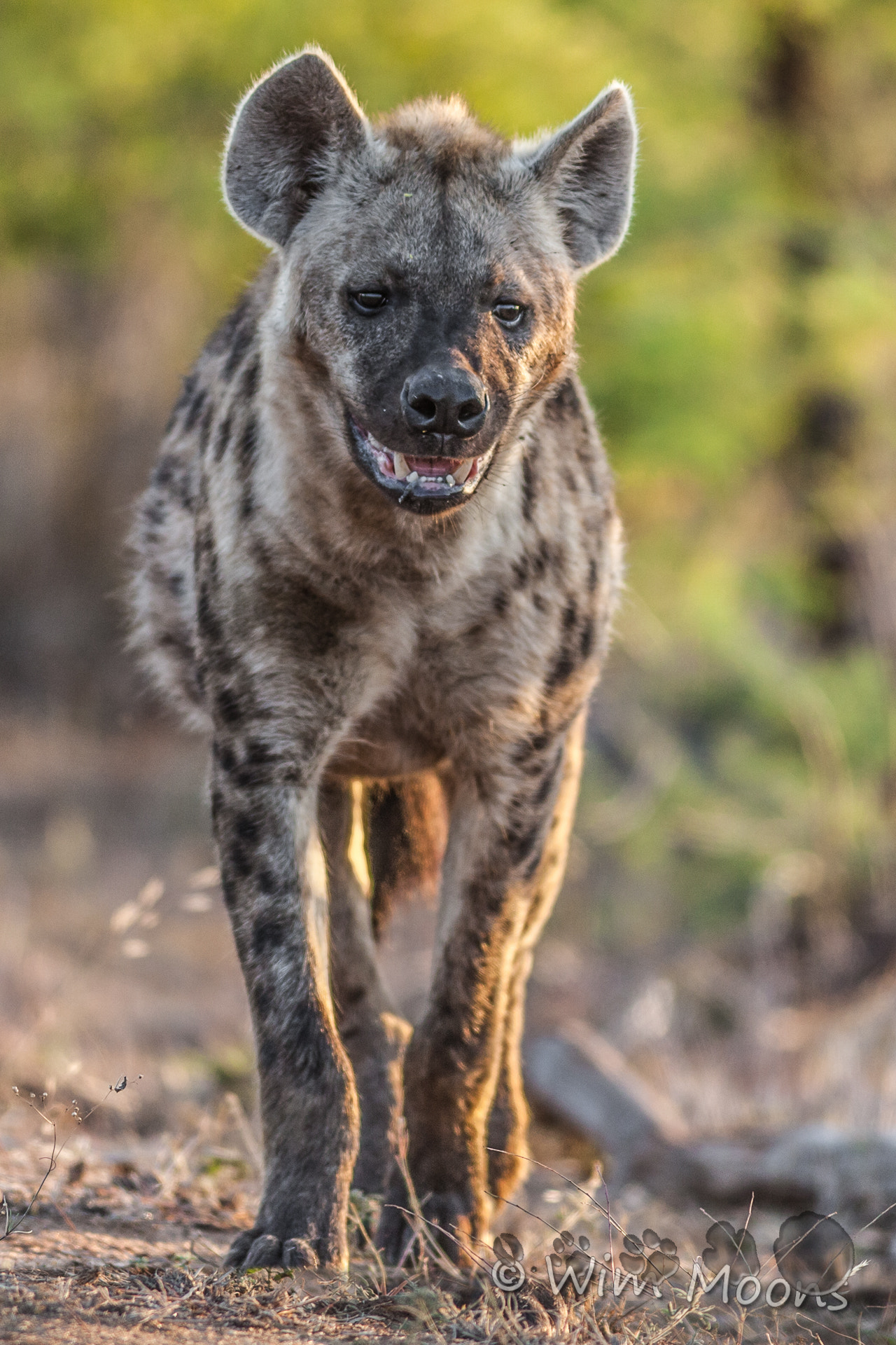 Canon EF 300mm F4L IS USM sample photo. Hyena photography