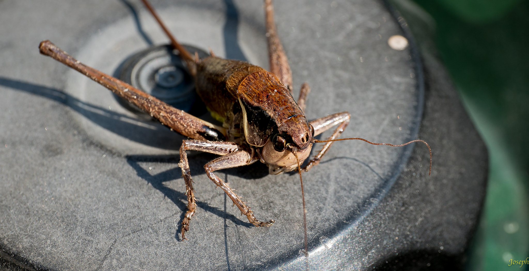 Sony a7R II + E 50mm F2.8 sample photo. Bugs. photography