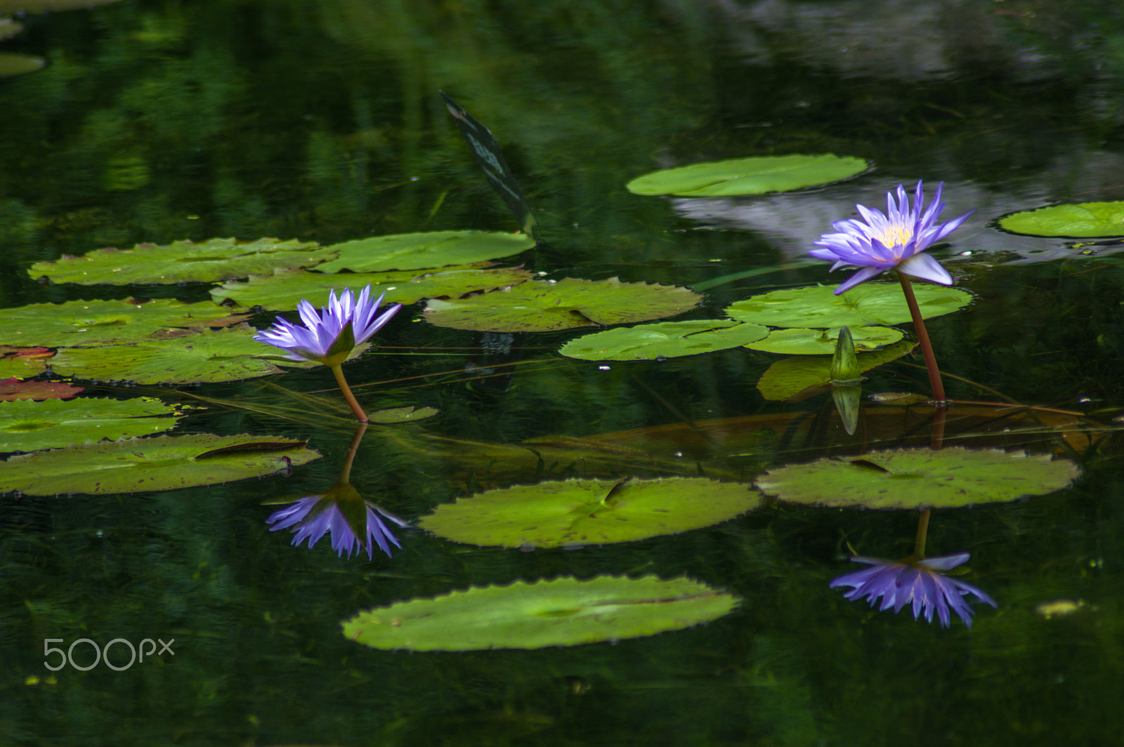 Tamron AF 70-300mm F4-5.6 Di LD Macro sample photo. Dual water lily photography