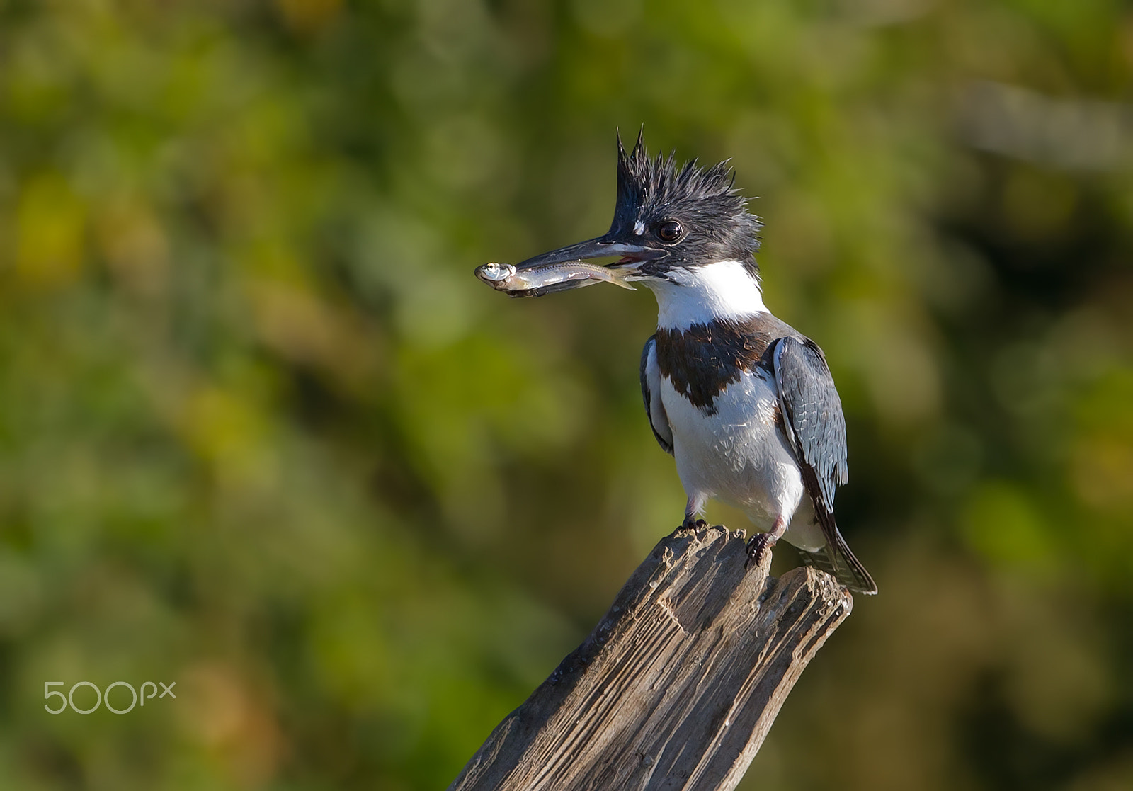 Canon EF 300mm F2.8L IS II USM sample photo. Fish on! - belted kingfisher photography