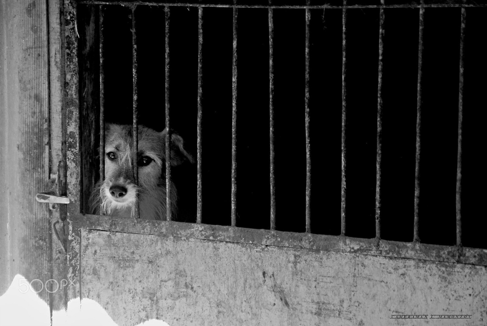 Nikon D60 sample photo. Dog shelter. loneliness... photography