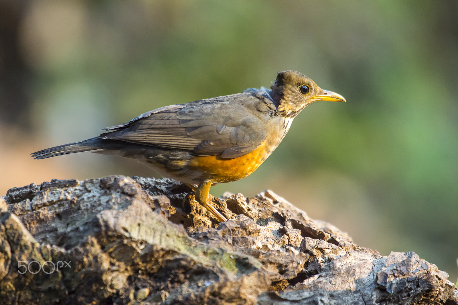 Nikon AF-S Nikkor 400mm F2.8G ED VR II sample photo. Grey back thrush photography