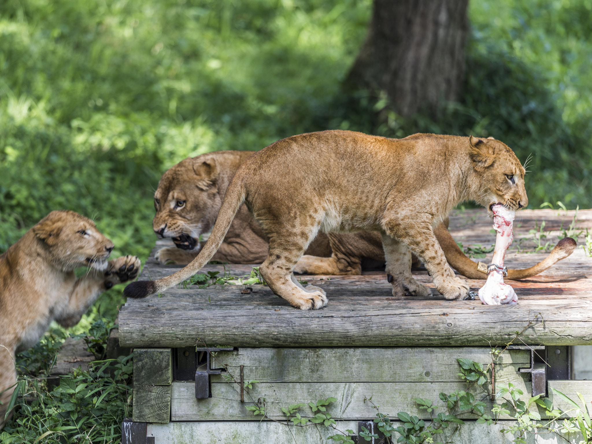 Nikon AF-S Nikkor 400mm F2.8E FL ED VR sample photo. Lions are fighting photography