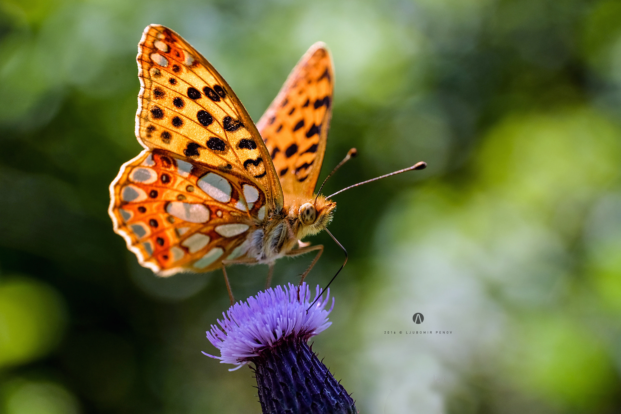 Fujifilm X-T1 + ZEISS Touit 50mm F2.8 sample photo. Butterfly photography