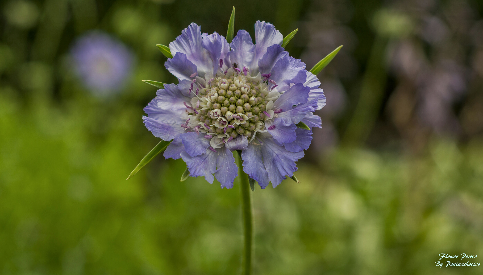 Pentax K-30 + A Series Lens sample photo. Flowerpower photography