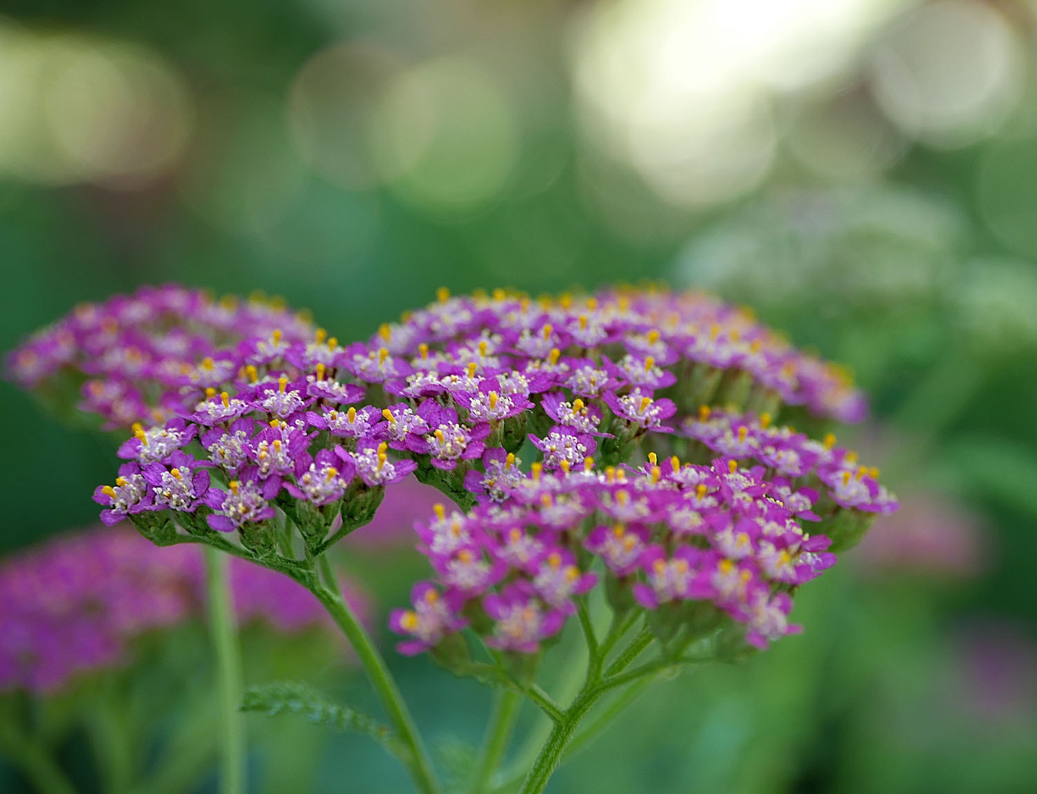 Panasonic Lumix DMC-G7 sample photo. Pretty flower photography