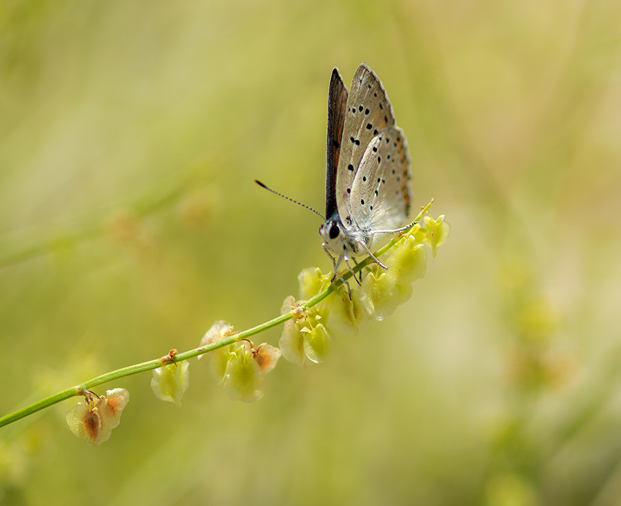 Pentax K20D sample photo. Buterfly photography