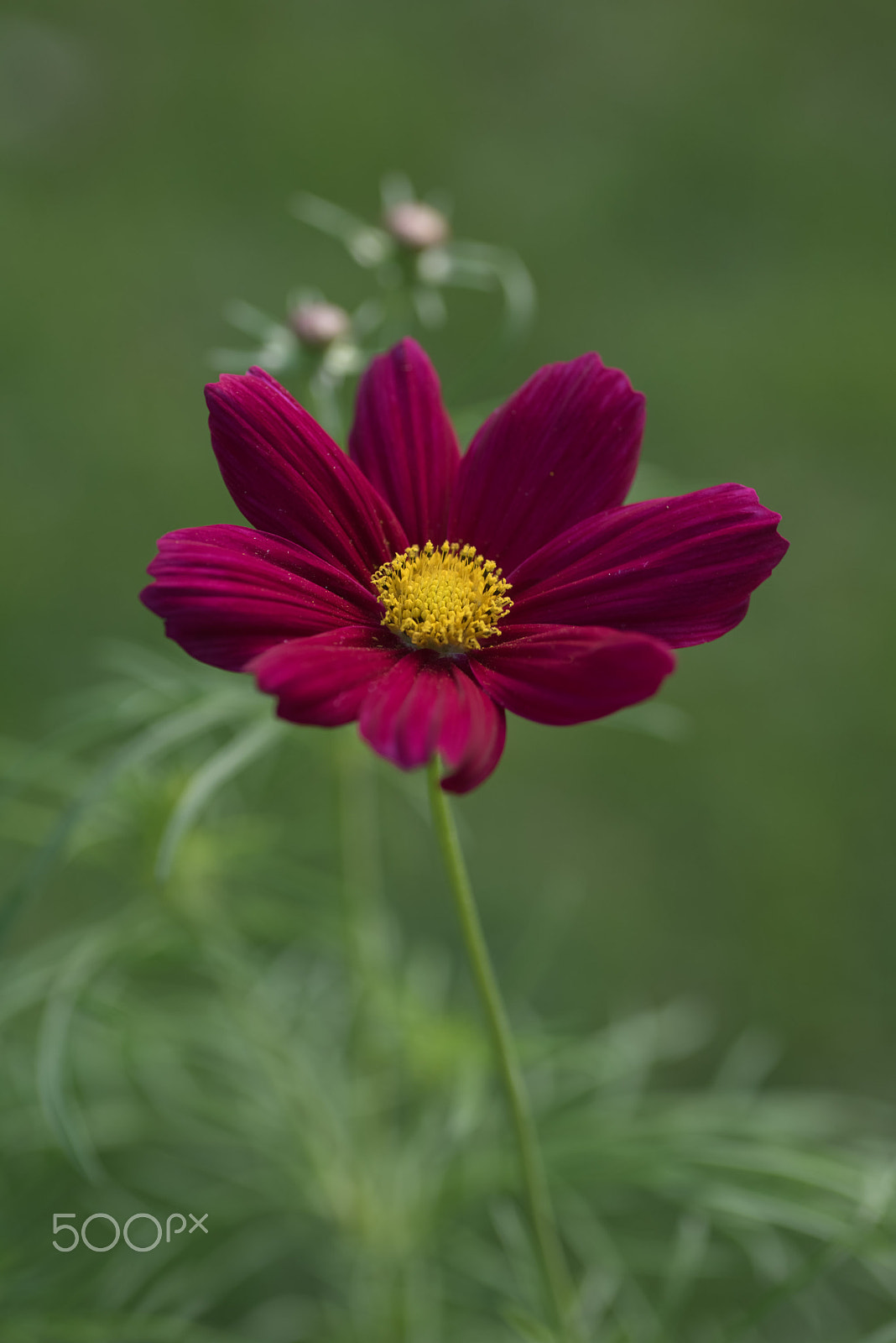 Nikon D810 + Tamron SP 90mm F2.8 Di VC USD 1:1 Macro sample photo. Cosmos photography