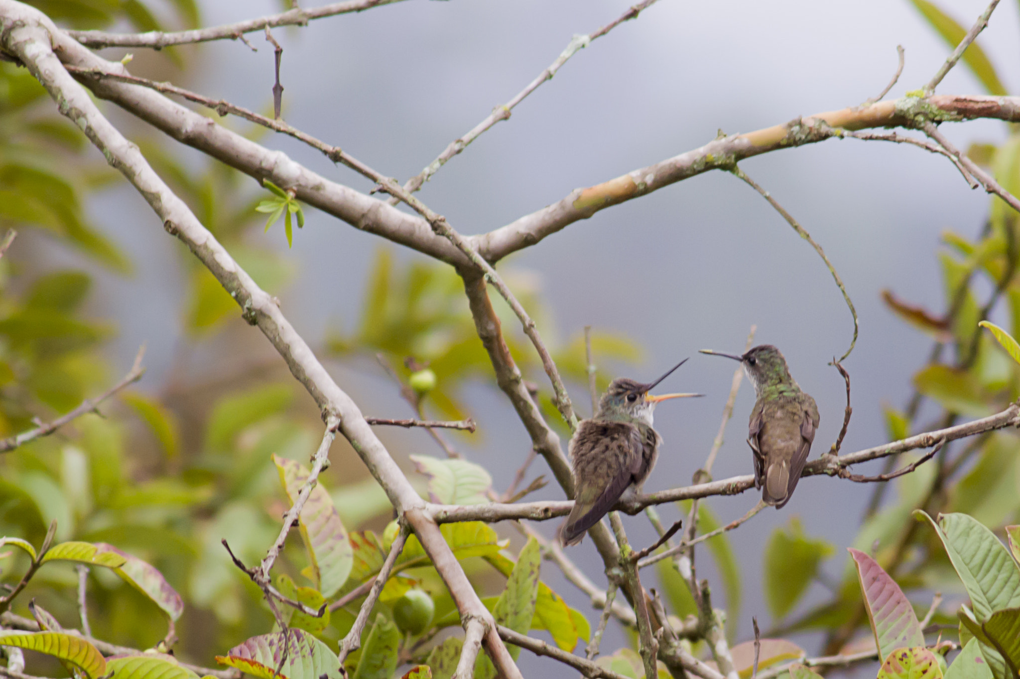 AF Zoom-Nikkor 75-300mm f/4.5-5.6 sample photo. Colibríes photography