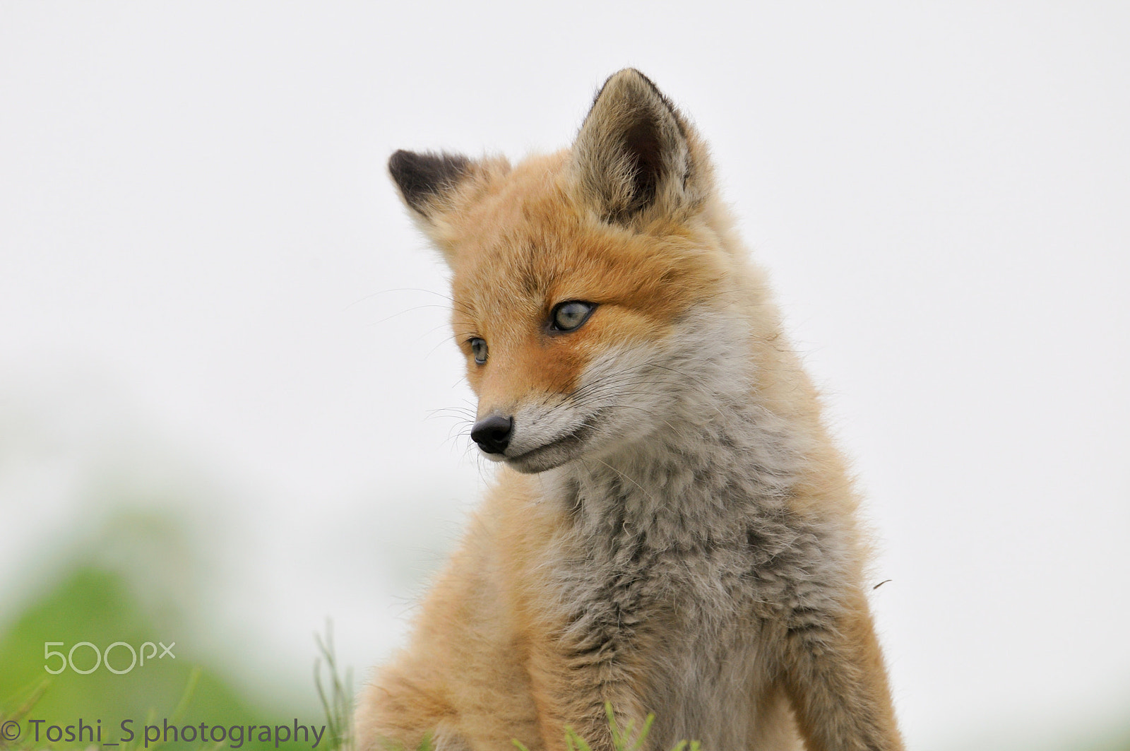 Sigma 150-600mm F5-6.3 DG OS HSM | S sample photo. What are you looking at? photography