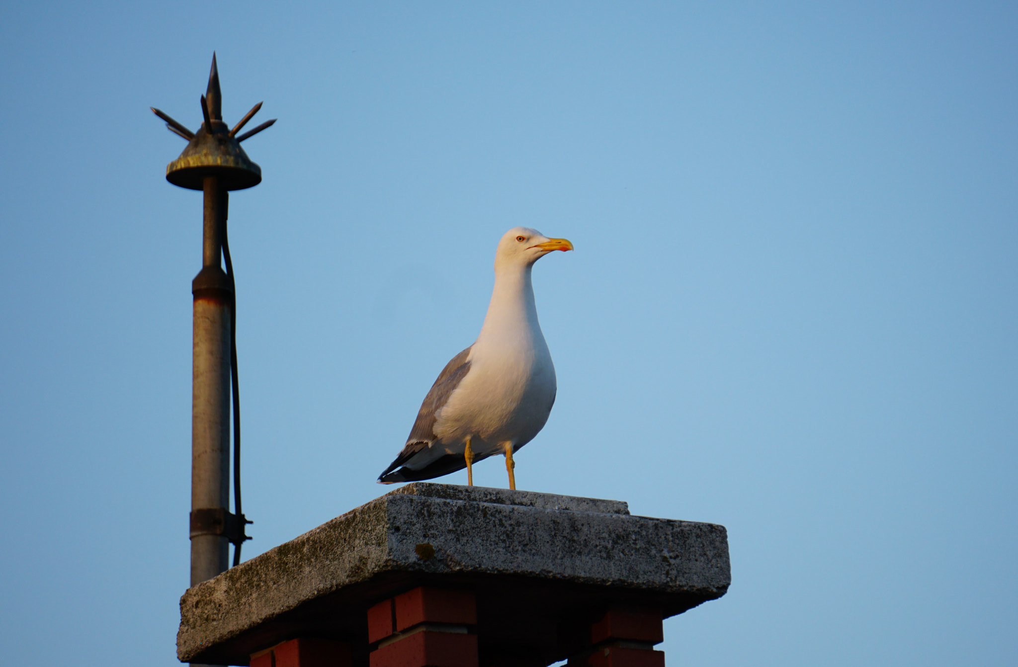 Sony E 55-210mm F4.5-6.3 OSS sample photo. Dekko photography