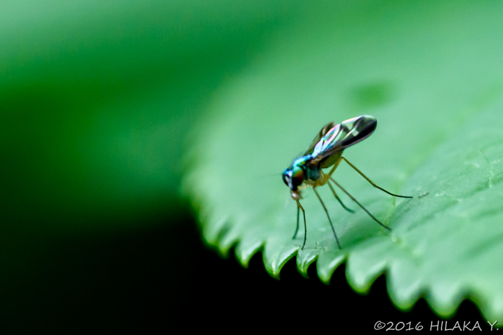 Sigma 70mm F2.8 EX DG Macro sample photo. 28138788051.jpg photography