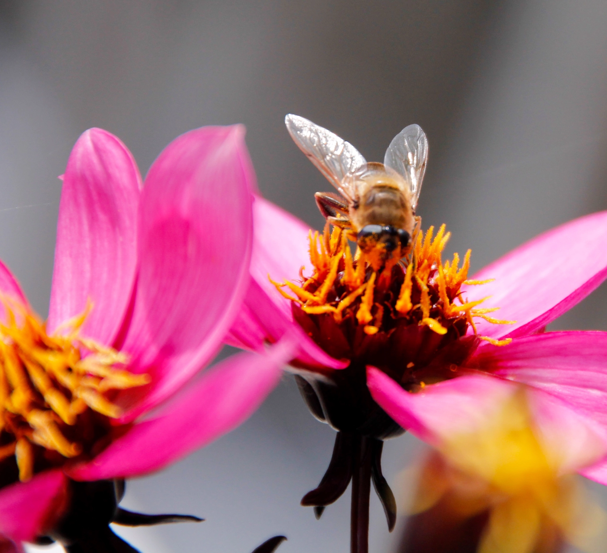 Canon 18-250mm sample photo